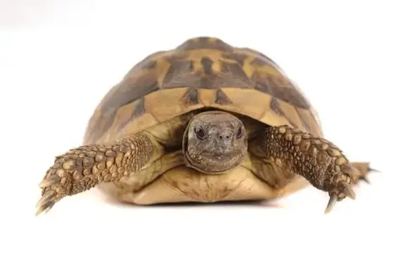 Барон, ветеринарная клиника