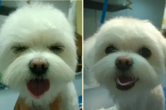 Зоосалон ЛапУсик