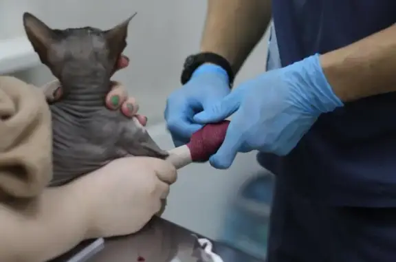 Энималз, ветеринарная клиника