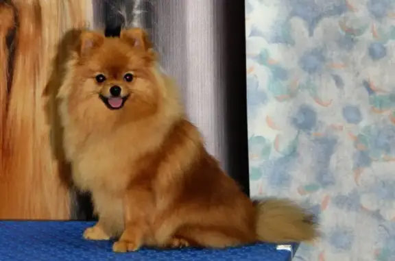 Зоосалон ЗооСтиль на улице Ленина, 105