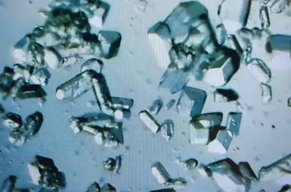 Белый кот и серый дог, ветеринарный кабинет