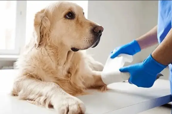 Мистер Дог, ветеринарная клиника