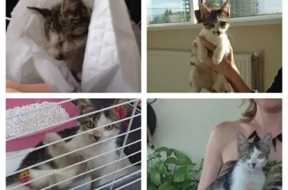 Зоостиль, центр красоты и здоровья животных