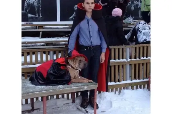 Центр дрессировки Собачья академия