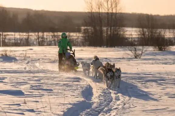 Питомник хаски Алексинская стая