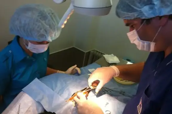 Груминг-салон Большая Медведица на улице Маяковского