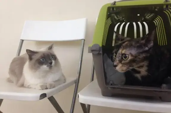 Белая медведица, ветеринарный центр