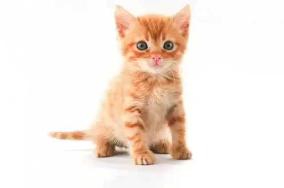 Ветеринарная клиника Добровет 24 на улице Омулевского