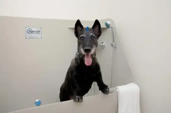 Зоопарикмахерская Грумин-Будка в Пушкинском районе