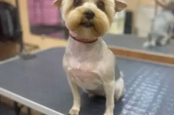 Зоосалон Goldgroom