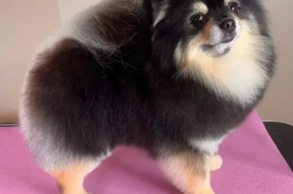 Зоосалон Happy Dog