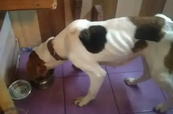 Зооевроотель GrandТеремок