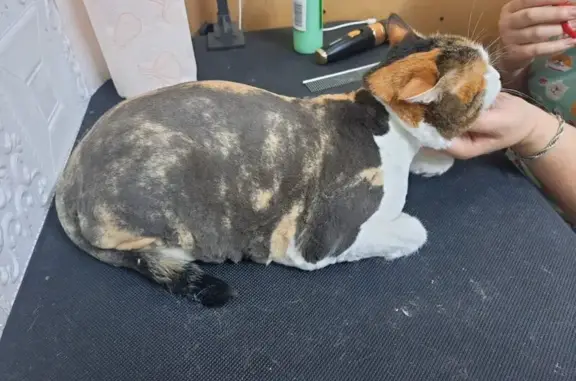 Груминг-салон в переулке Павлова, 16