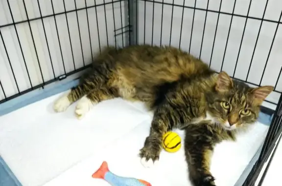 Vetmedika, ветеринарная клиника