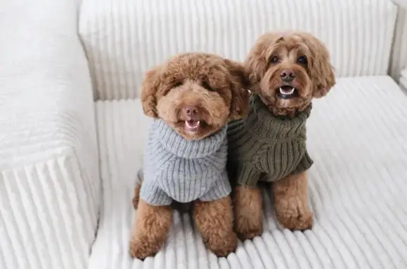 Зоосалон Doodles на Чистопрудном бульваре