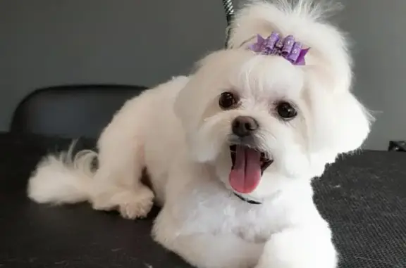 Груминг-салон Barberpet на метро Фрунзенская