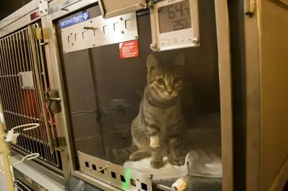 Ветеринарная клиника Артемида