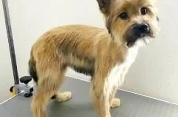 Салон стрижки собак Image Dog в Кировском районе