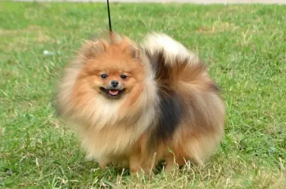 Питомник Алирикон