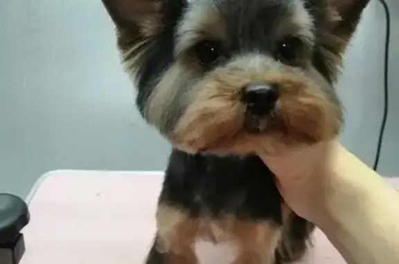 Центр по уходу за животными Пушистый Модник на Северной улице