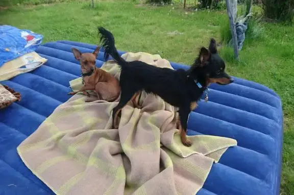 Питомник собак породы пражский крысарик GALIVAS