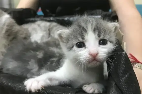 АкадемВет, ветеринарная клиника