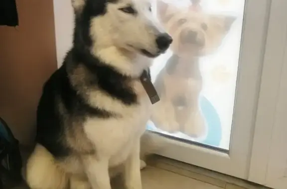 Груминг-салон Балун