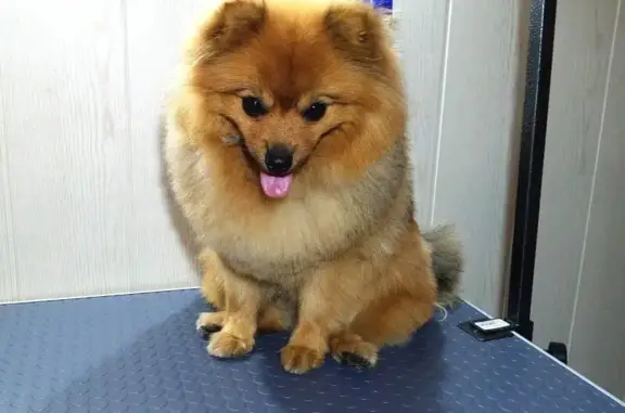 Зоосалон Groomstyle33