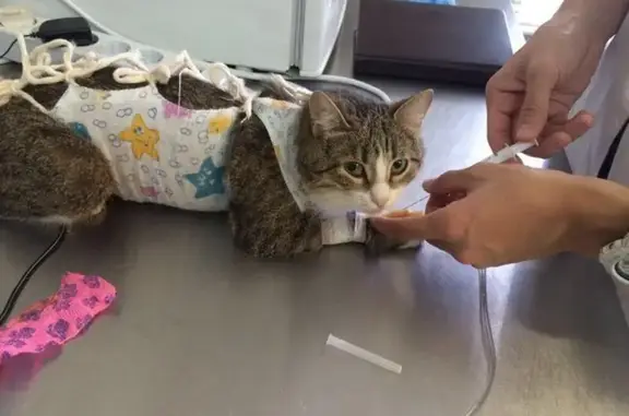 Ветеринарная клиника Ветхаус на улице Цюрупы