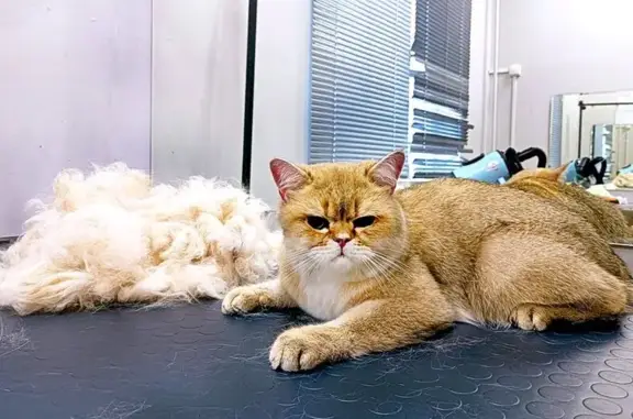 Зоопарикмахерская Мистер Мопс на метро Жулебино