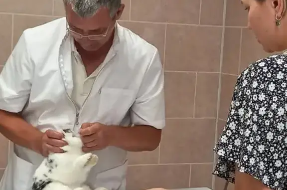 Доктор Фламинго, ветеринарная клиника