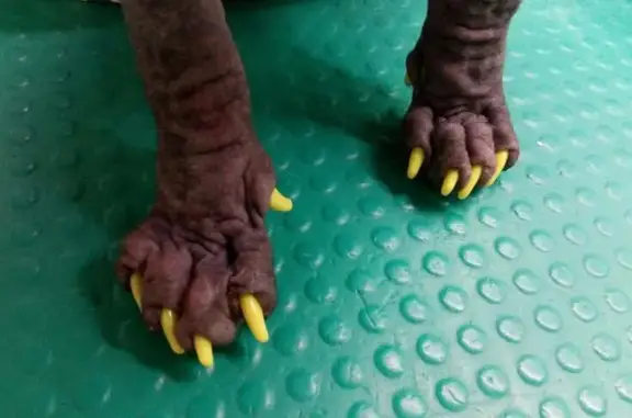 Зоосалон Чистые пушистые на улице Лелюха, 25 в Бердске