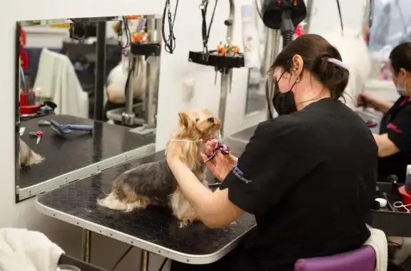 Студия стрижки домашних животных Будка