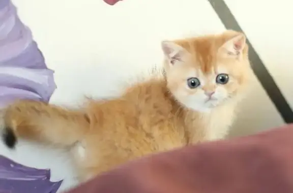 Питомник шотландских кошек Lesta Malso