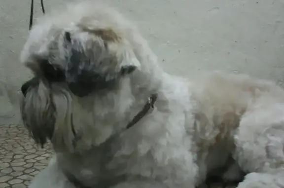 ПООЛС, Приморская Общественная Организация Любителей Собак