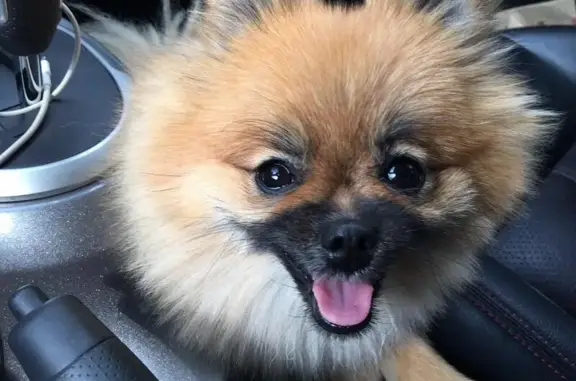 Груминг-салон Леди&бродяга на метро Тропарёво