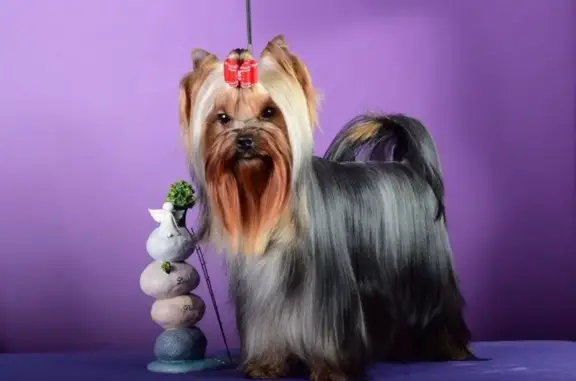 Zooлекарь, ветеринарная клиника