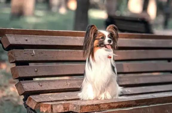 Питомник собак Luxury Favorite на проспекте Ленина