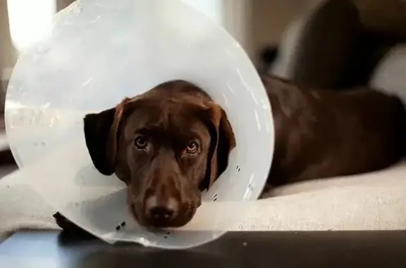 Ветеринарная служба Vetdocs на Советской улице, 10а в Балашихе