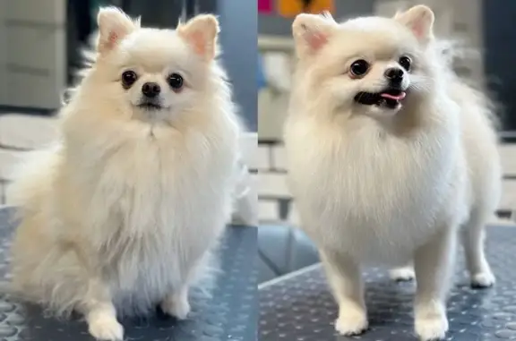 Салон груминга Groom в Центральном внутригородском районе