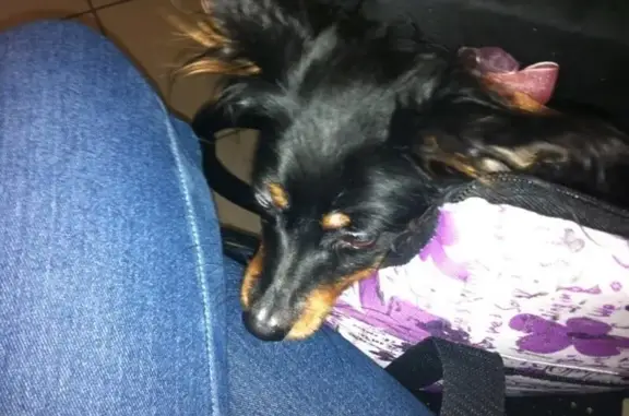 Верные друзья, ветеринарный центр