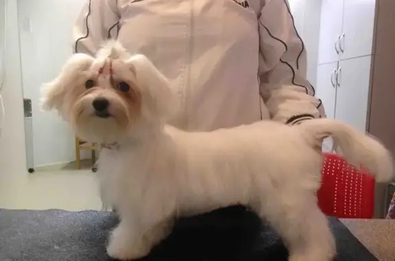 Корги vet, зооветеринарный центр