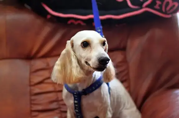 Салон-парикмахерская для собак и кошек Артемон на улице Маршала Мерецкова