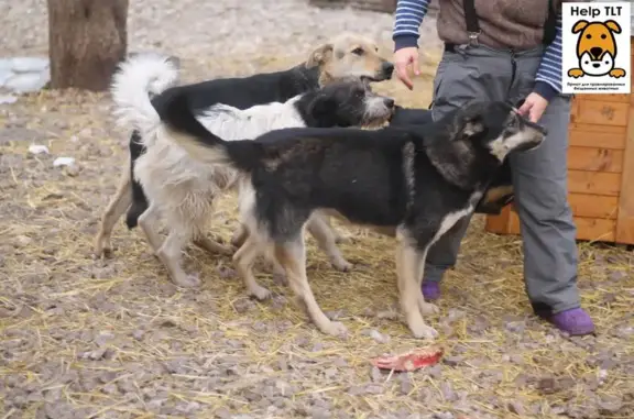 Приют для животных HELP TLT