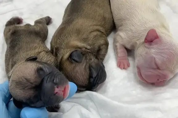 Друг, ветеринарно-диагностическая клиника