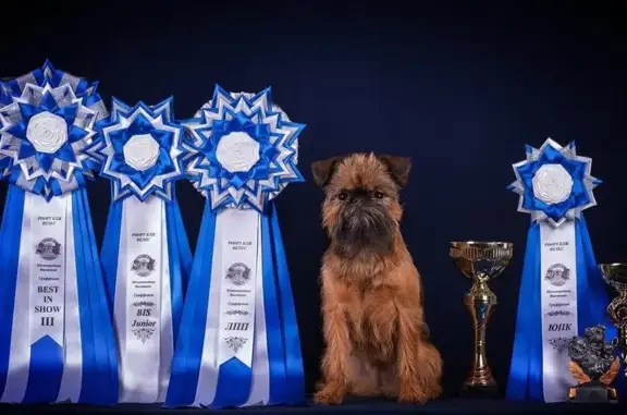 Груминг-салон Dog Style