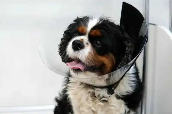 Ветеринарная клиника Доктор МяуБолит на Стрелецкой улице