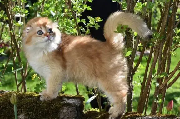 Питомник шотландских и девон-рекс кошек Style Jasmine