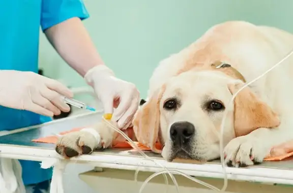 Умка, ветеринарная клиника