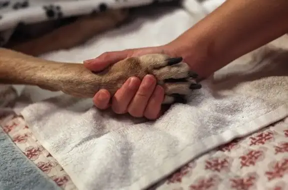 Выездная ветеринарная служба Усатый-Хвостатый на метро Маяковская